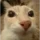 gato